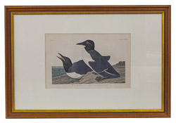 Audubon Havell Edition "Foolish Guillemot" Print