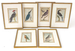 Six 18th Century German Hand Colored Bird Engravings