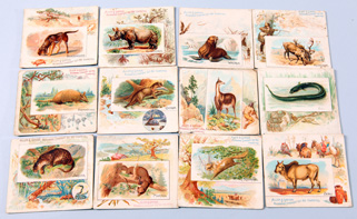 11 1888 N41 Allen & Ginter Large Format Quadrupeds Cards                                                 Scarce Non Sports set. Lot includes 11 Quadrupeds cards & 1 Fish Card