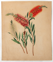 Early Signed Botanical Watercolor